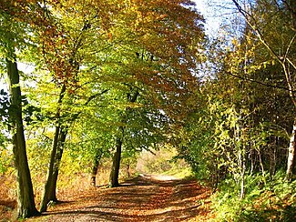 Delamere Forest in autumn