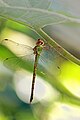 Parakeet Darner