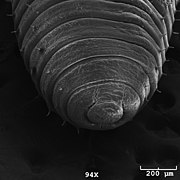 Earthworm head, a micrograph of a newly hatched European nightcrawler, by Cecil J. Saunders and colleagues