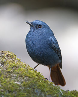 Plumbeous Water Redstart