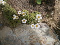 Saxifraga cebennensis