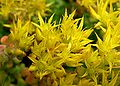 Sedum oreganum