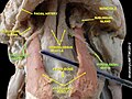The hypoglossal nerve then travels deep to the hyoglossus muscle, which it supplies. It then continues and supplies the genioglossus muscle, and towards the tip of the tongue, where it divides into branches supplying the tongue muscles.