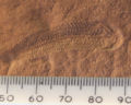 Image 50A 580 million year old fossil of Spriggina floundensi, an animal from the Ediacaran period. Such life forms could have been ancestors to the many new forms that originated in the Cambrian Explosion. (from History of Earth)