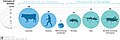 Image 32Biomass distribution of humans, livestock, and other animals (from Livestock)