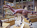 Utahraptor reconstruction