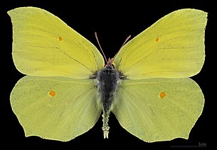 Gonepteryx rhamni ♂