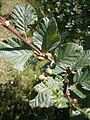 Alnus alnobetula subsp. alnobetula fruits