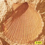External mold of Aviculopecten subcardiformis from the Logan Formation, Lower Carboniferous, Ohio