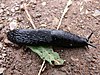 Lateral view of a black slug