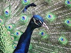 Indian peafowl (Pavo cristatus).