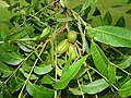 Immature pecan fruits