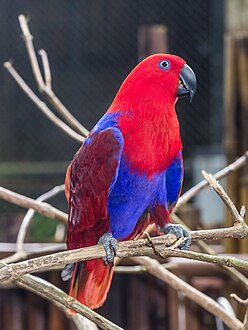 Eclectus parrot (female)