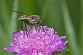 Empis tessellata