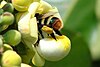 Female Eulaema meriana visiting flower