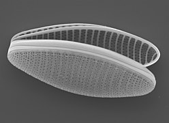 The pennate diatom Fragilariopsis kerguelensis, found throughout the Antarctic Circumpolar Current, is a key driver of the global silicate pump.[129]