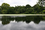 A pond on Hampstead Heath, the largest open space maintained by the council