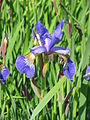 Iris sibirica