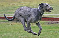 Irish Wolfhound running