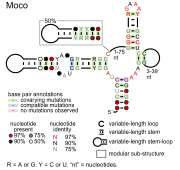 Moco riboswitch: Secondary structure for the riboswitch marked up by sequence conservation. Family RF01055.