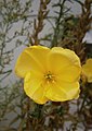 Oenothera glazioviana flower