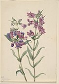 Illustraion of Penstemon erianthera