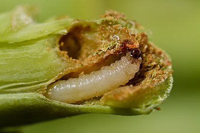 Psylliodes chrysocephala larva feeding in stem of Brassica napus
