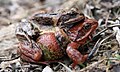 The Common Frog, male and female.