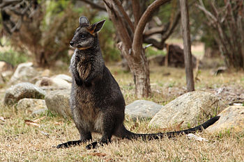 Swamp Wallaby joey