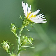 side view of several flower heads with one in bloom; widely spreading and pointed phyllaries shown