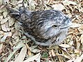 Tawny frogmouth