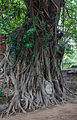 瑪哈泰寺中被榕树根紧紧缠绕的佛头像