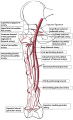 Femoral artery and its major branches - right thigh, anterior view.