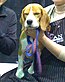 "A light brown and white dog faces the camera being held by someone. It is on a blue lead."