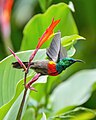 Olive-bellied sunbird starting to fly