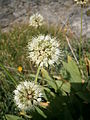 Allium victorialis