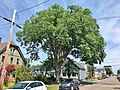 American elm in Charlottetown, Prince Edward Island, Canada (August 2019). This tree was downed by Hurricane Fiona in 2022.[75]