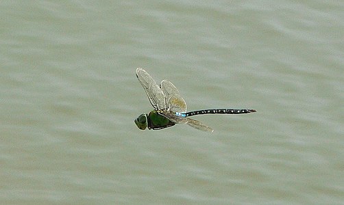 Anax guttatus male (in flight)