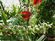 Foreground: Bottlebrush buds. Background: Partial blooming bottlebrush flower.