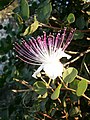 Capparis spinosa flower