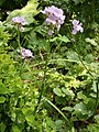 Cardamine raphanifolia