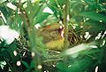 Female Cardinal on her nest.