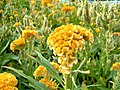 Yellow Celosia argentea var. cristata