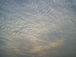 A A large field of cirrocumulus clouds in a blue sky, beginning to merge near the upper left.