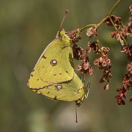 Clouded yellows Colias croceus ♂♀ Bulgaria