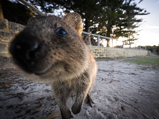 Curious Quokka