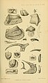 Yoredale Fossil Fishes Plate Davis 1884