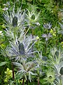 Eryngium alpinum