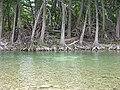 Cypress trees line the waters of the Frio River, located in the Texas Hill Country.