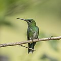 Green-crowned brilliant